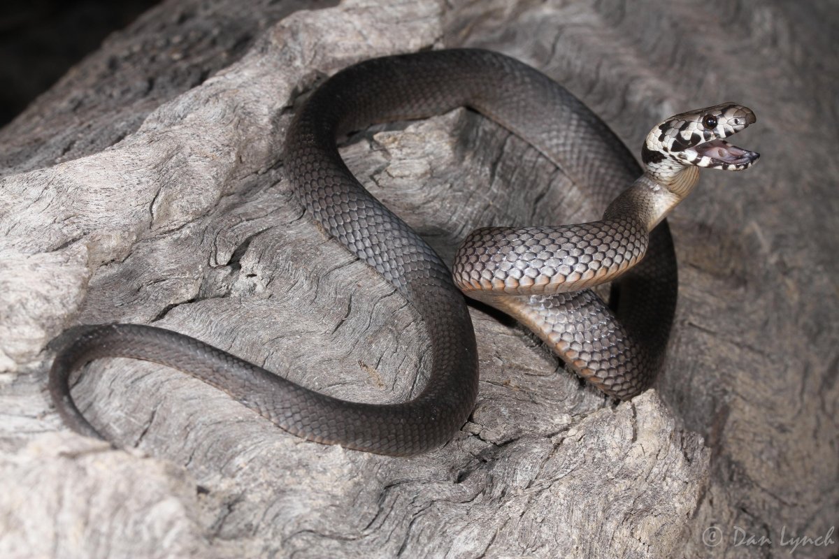 Красноголовый Крайт змея