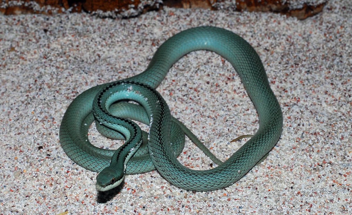 Гадюка обыкновенная голубая