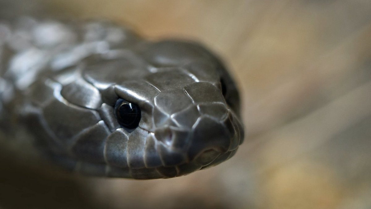 Восточная алмазная гремучая змея