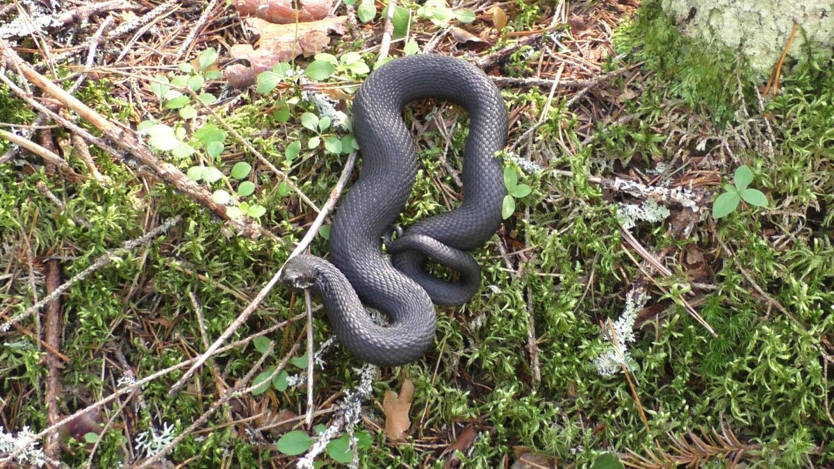 Носатая гадюка Vipera ammodytes