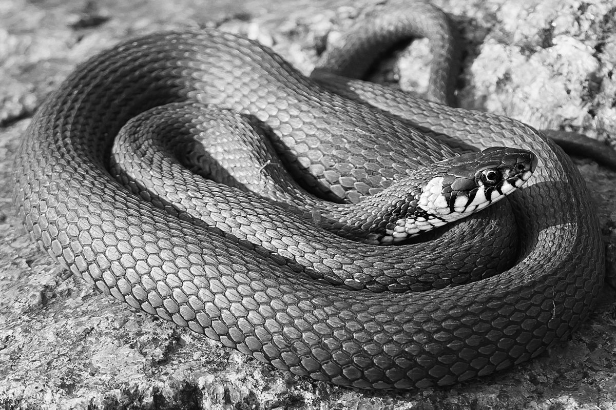 Гадюка Сибирская