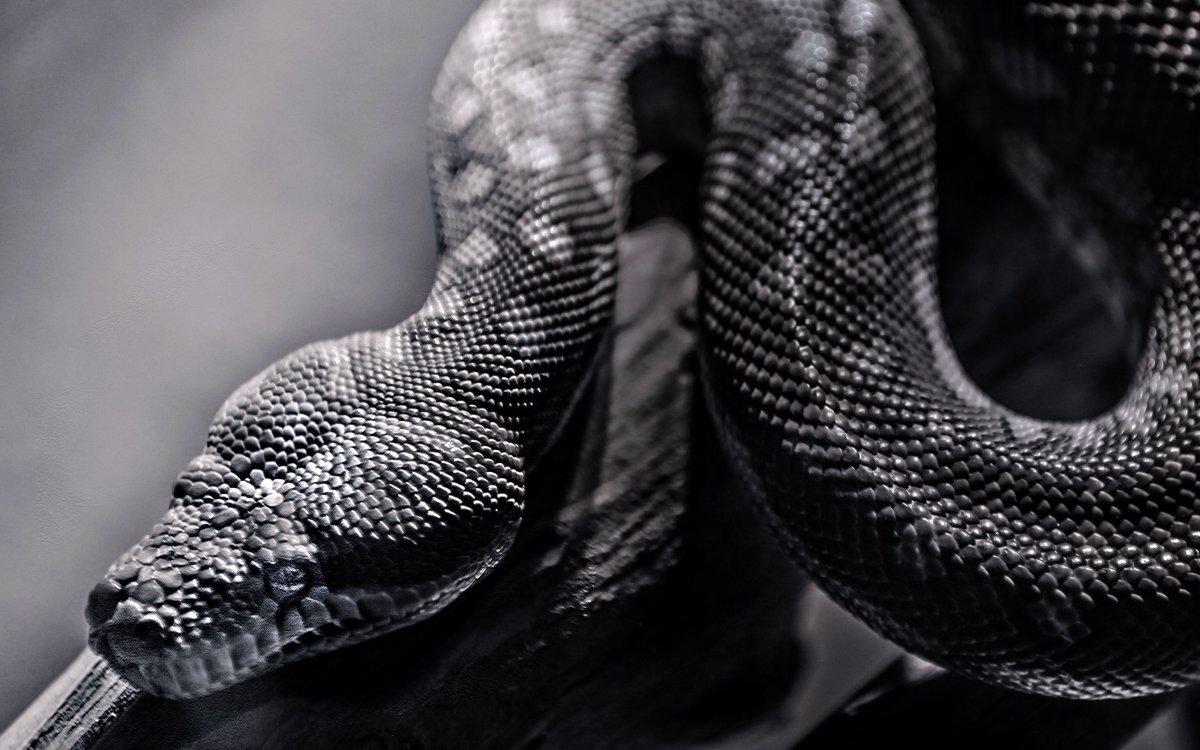 Голова змеи