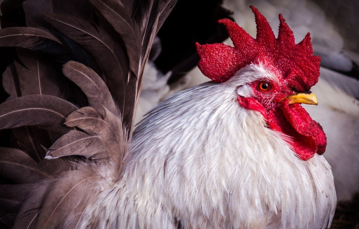 Цыпленок табака и Перепелка