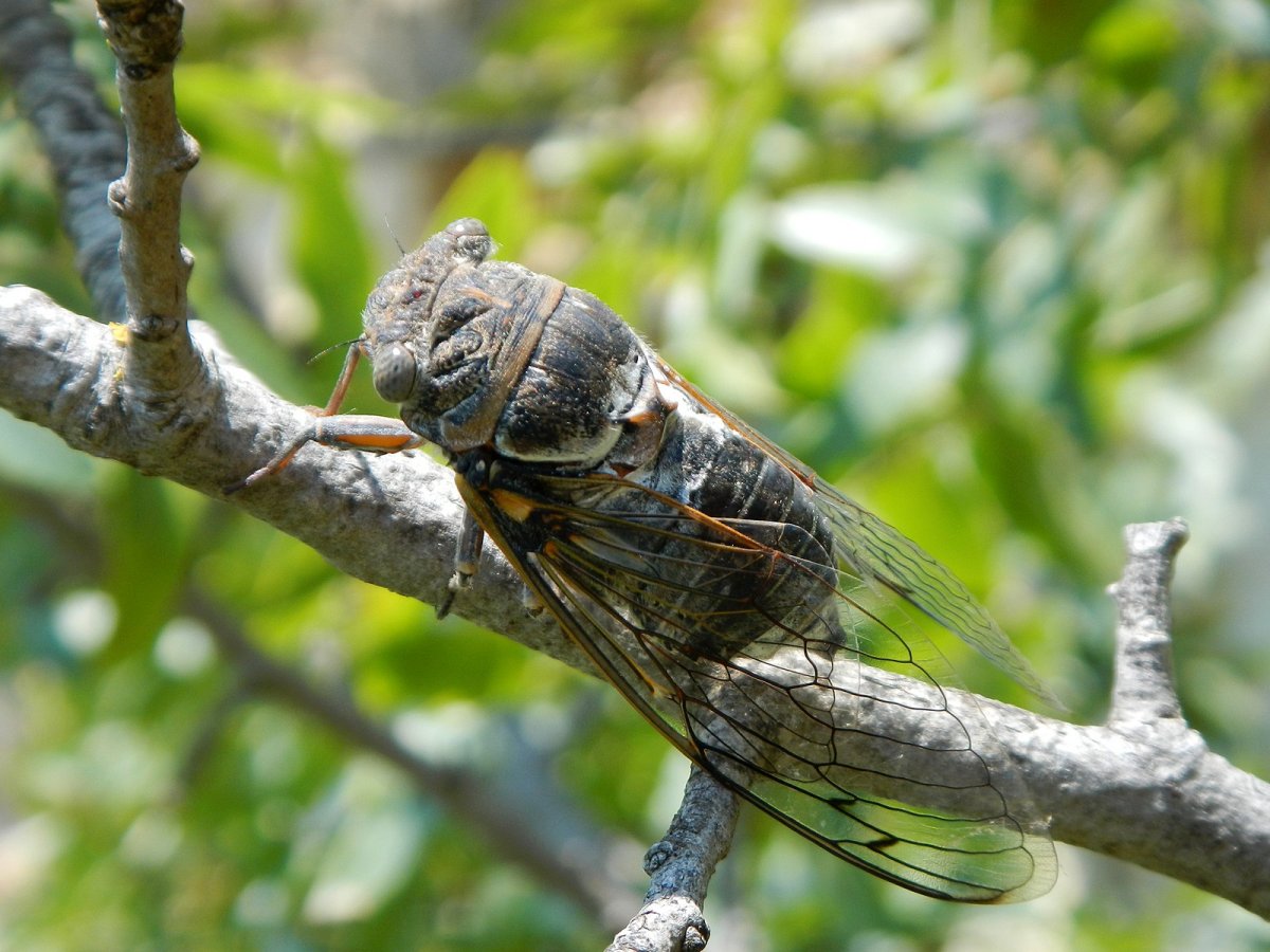 Крымская Муха цикада