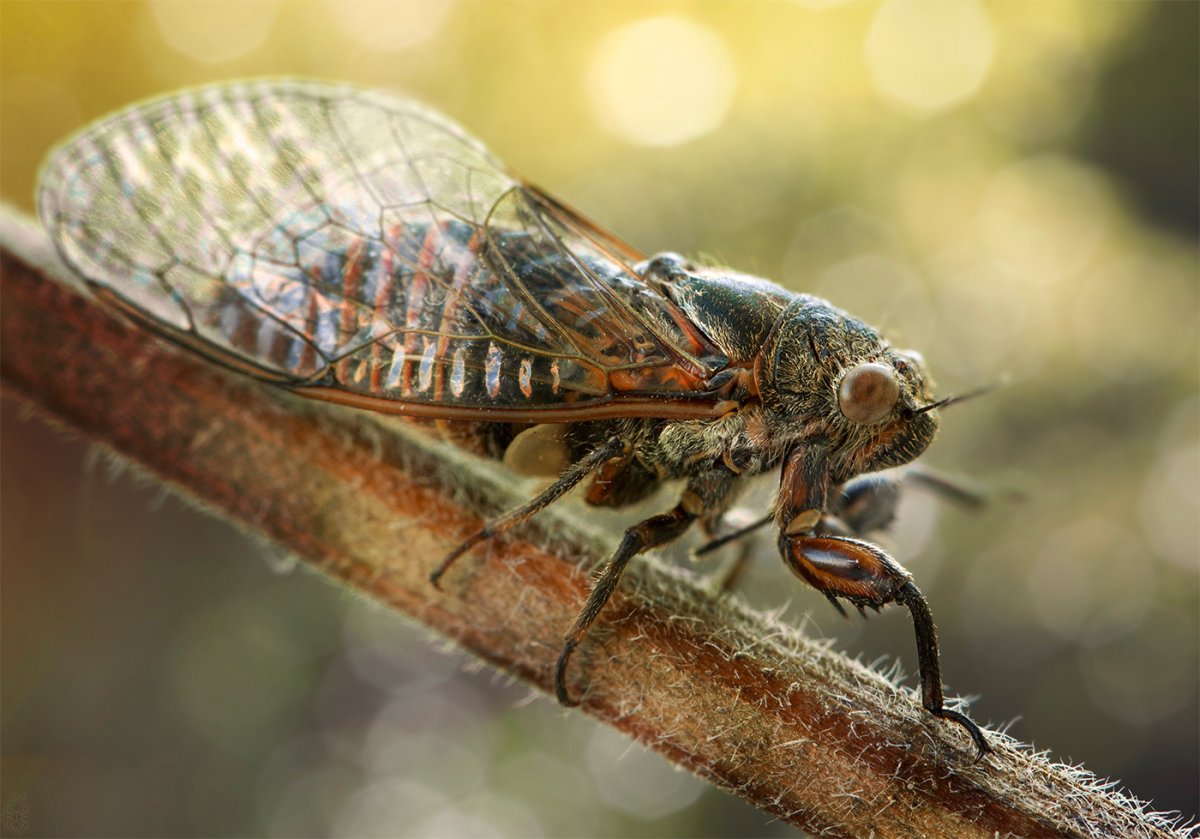 Цикада Криптотимпана