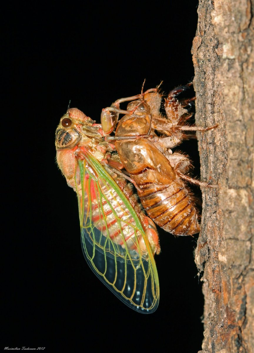 Певчая цикада