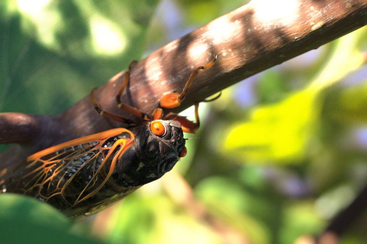 Нашествие цикад