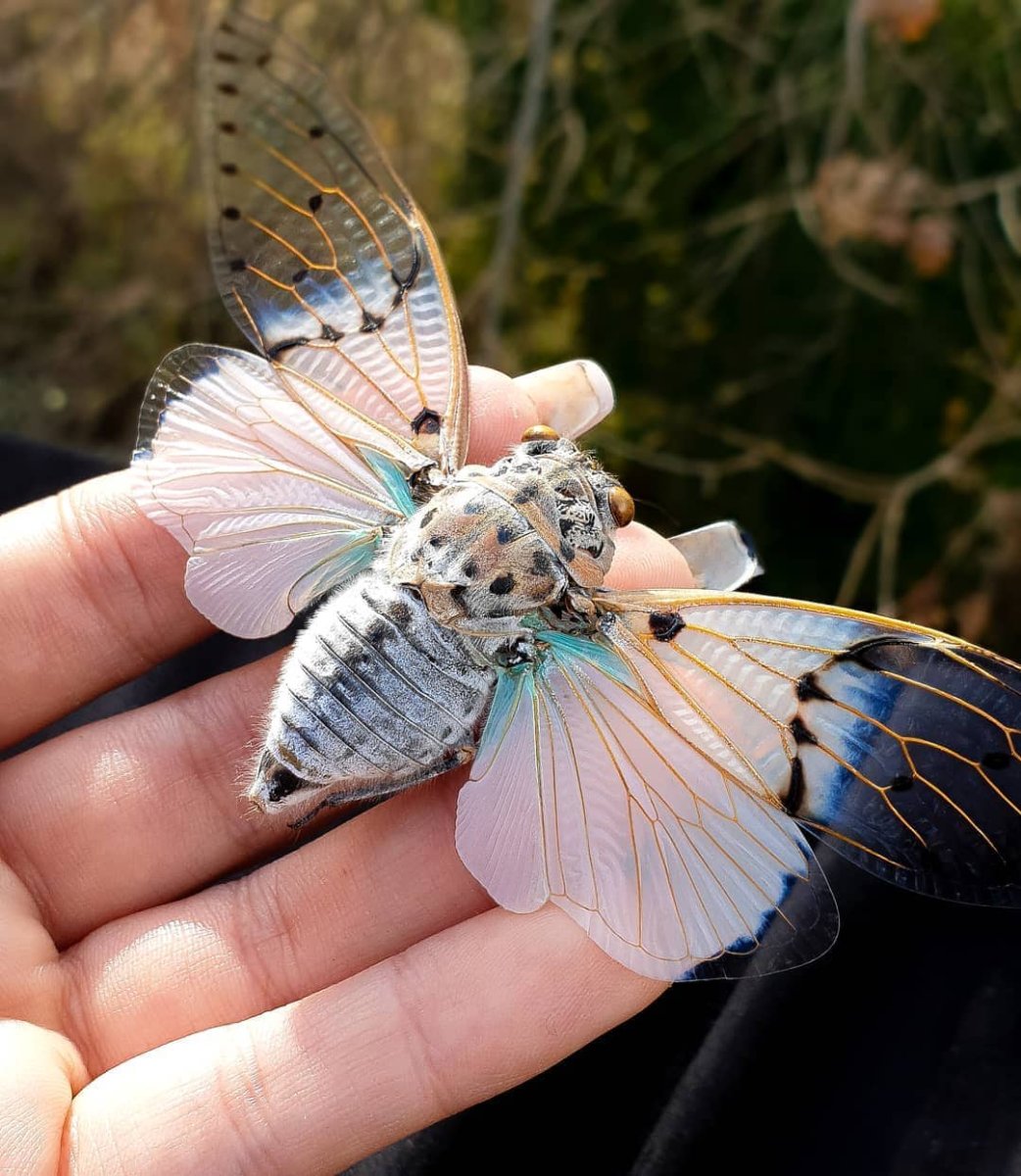 Цикада Черноморская