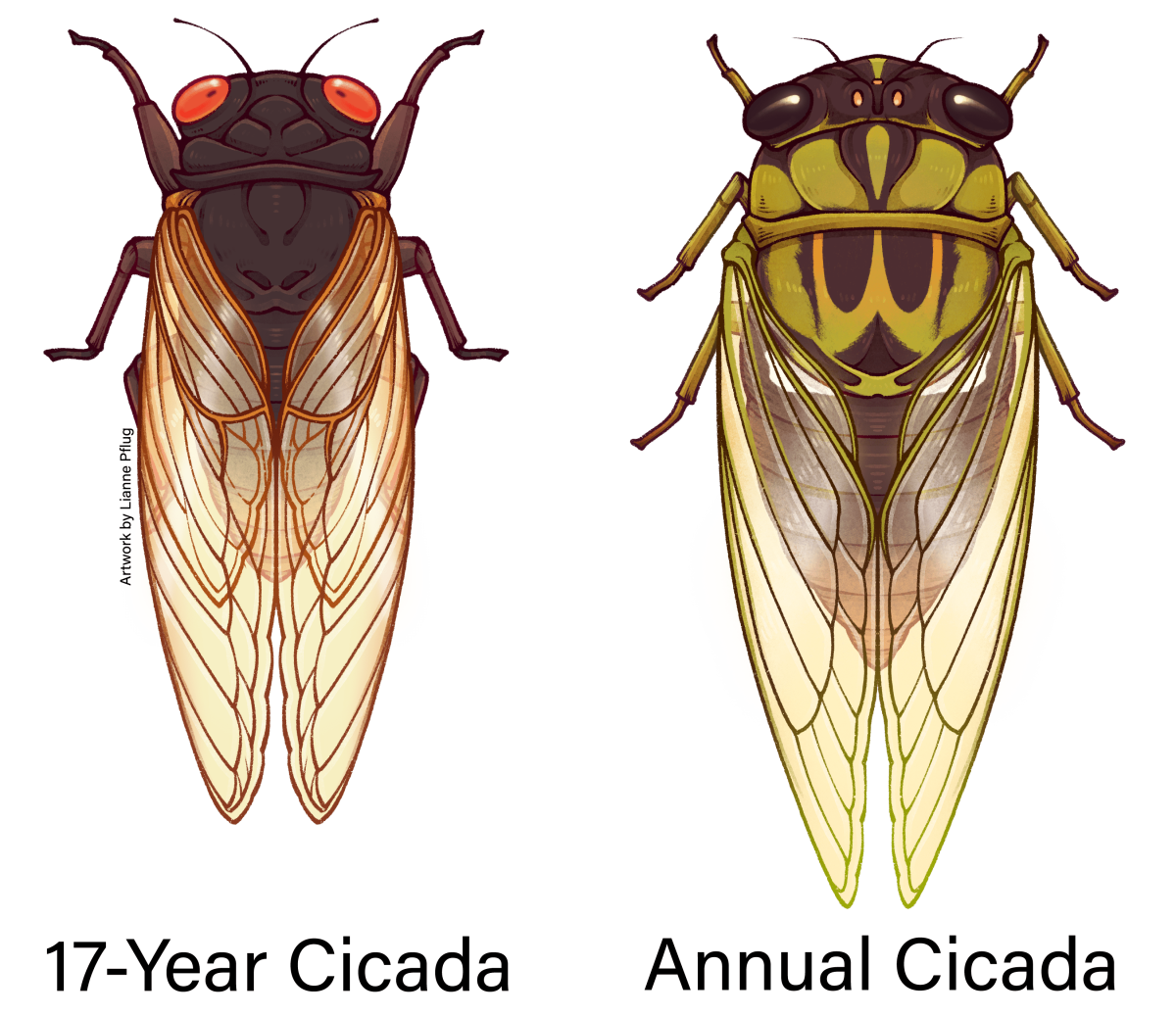 Цикада Криптотимпана