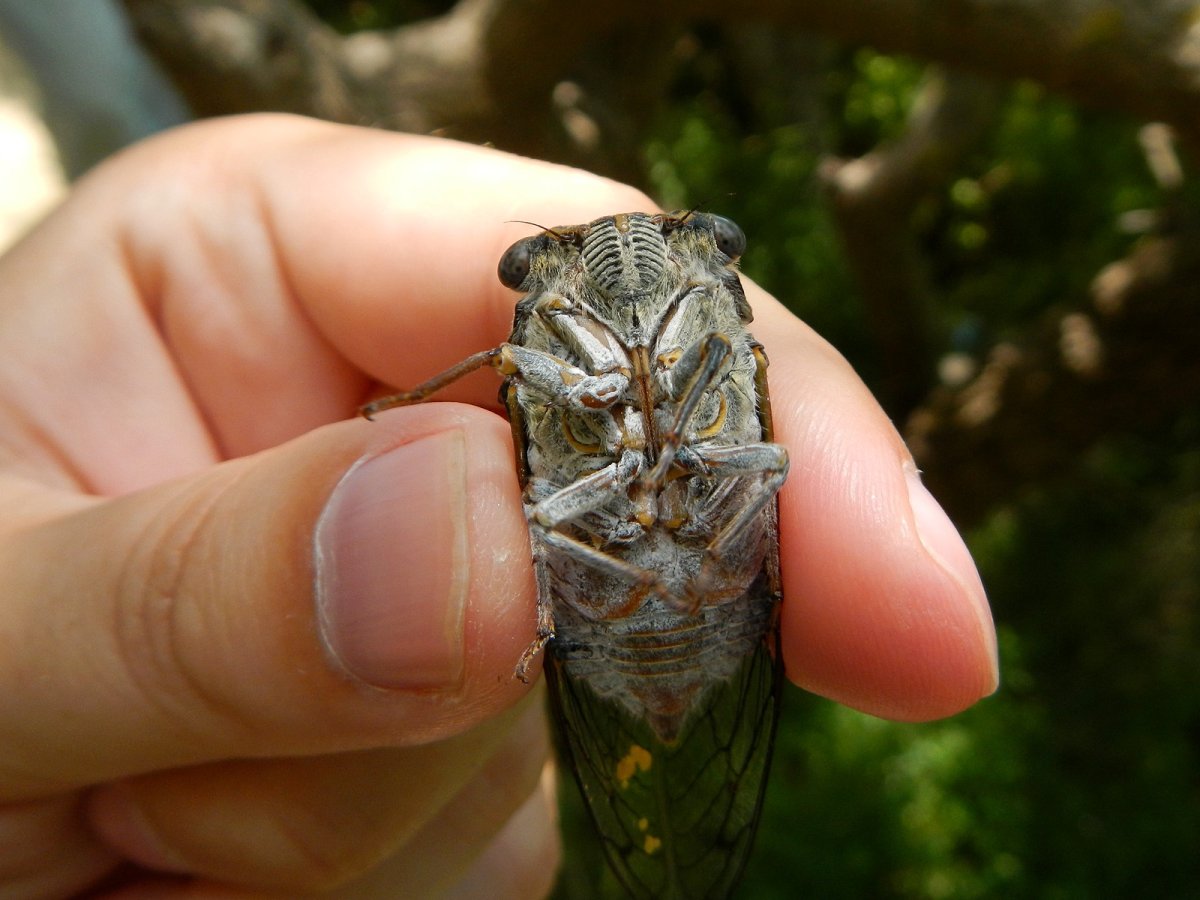 Цикада Крымская