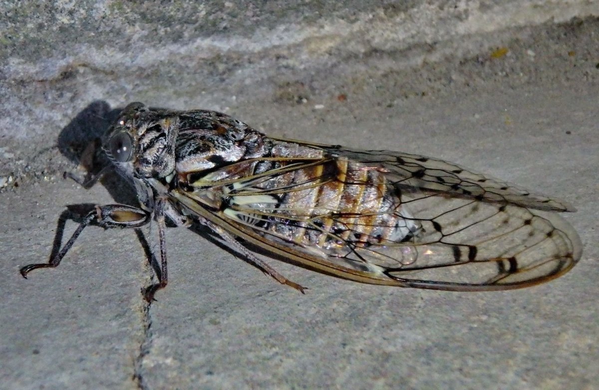 Цикады в Геленджике
