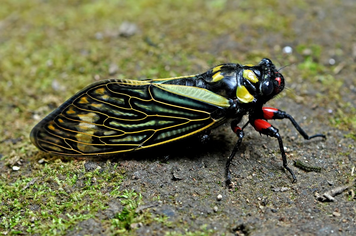 Полужесткокрылые цикада