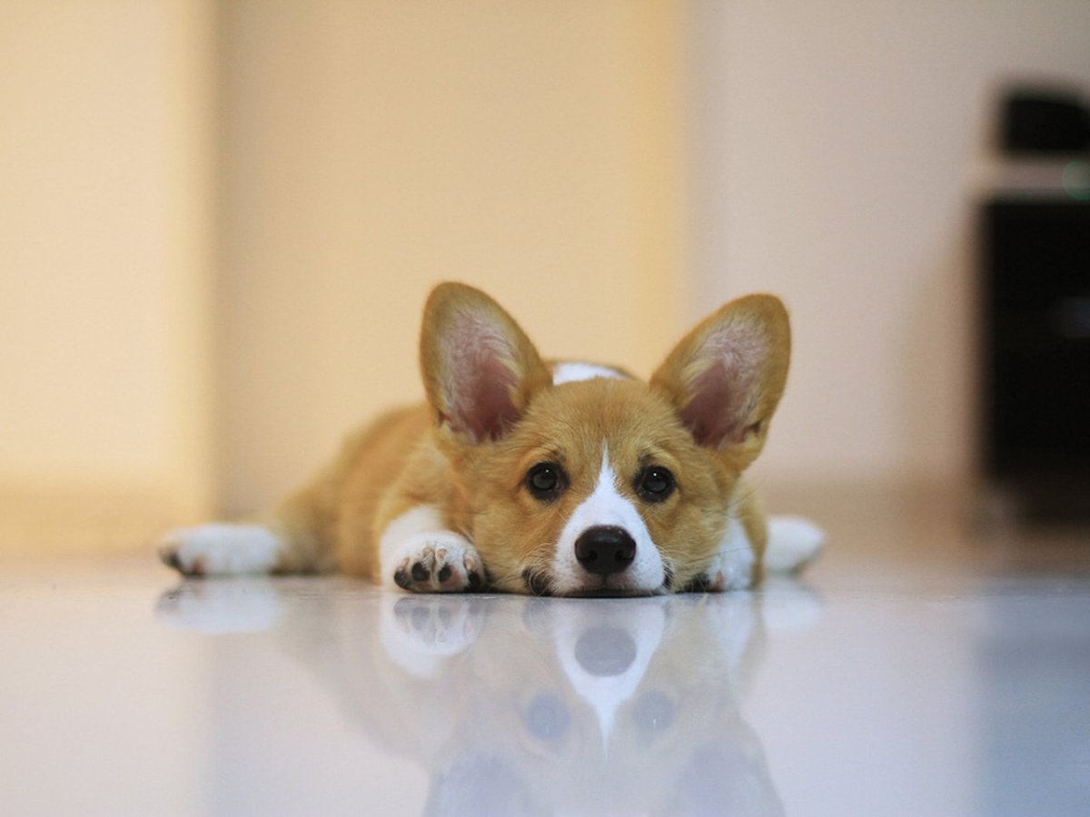 Вeльш корги пемброк