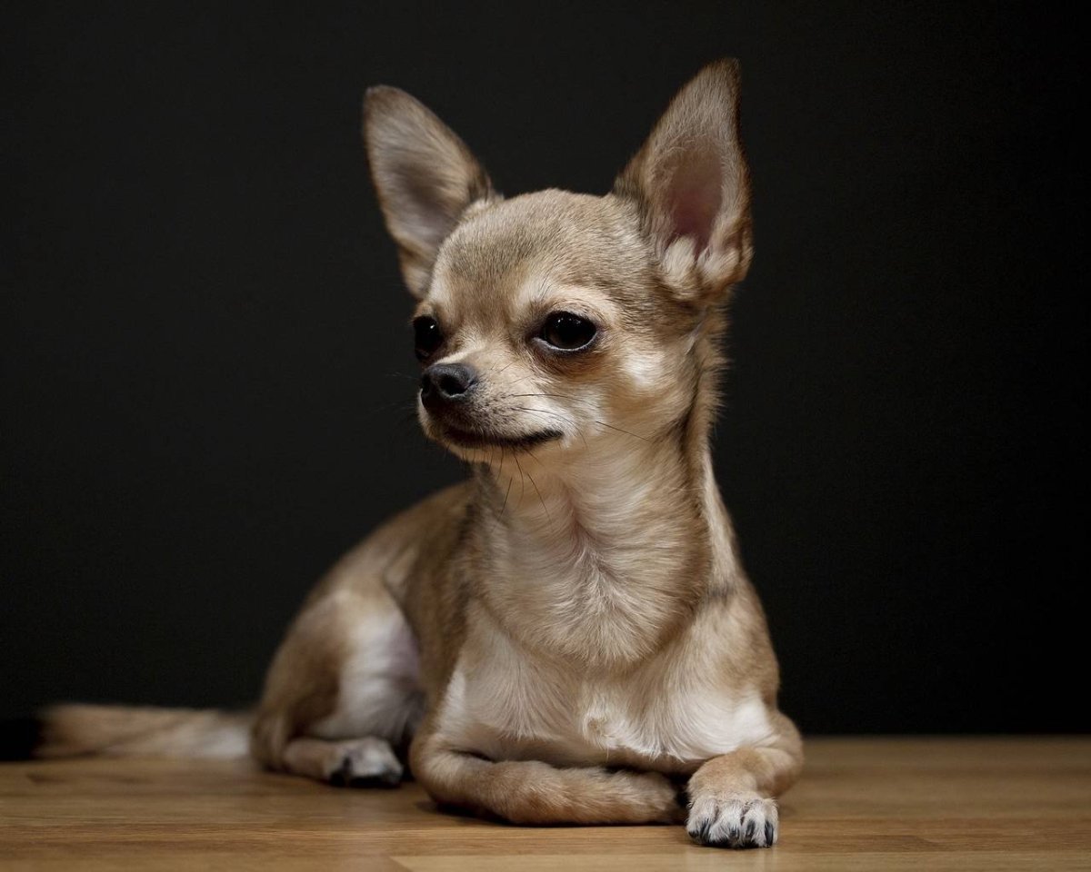 Собачки породы чихуахуа