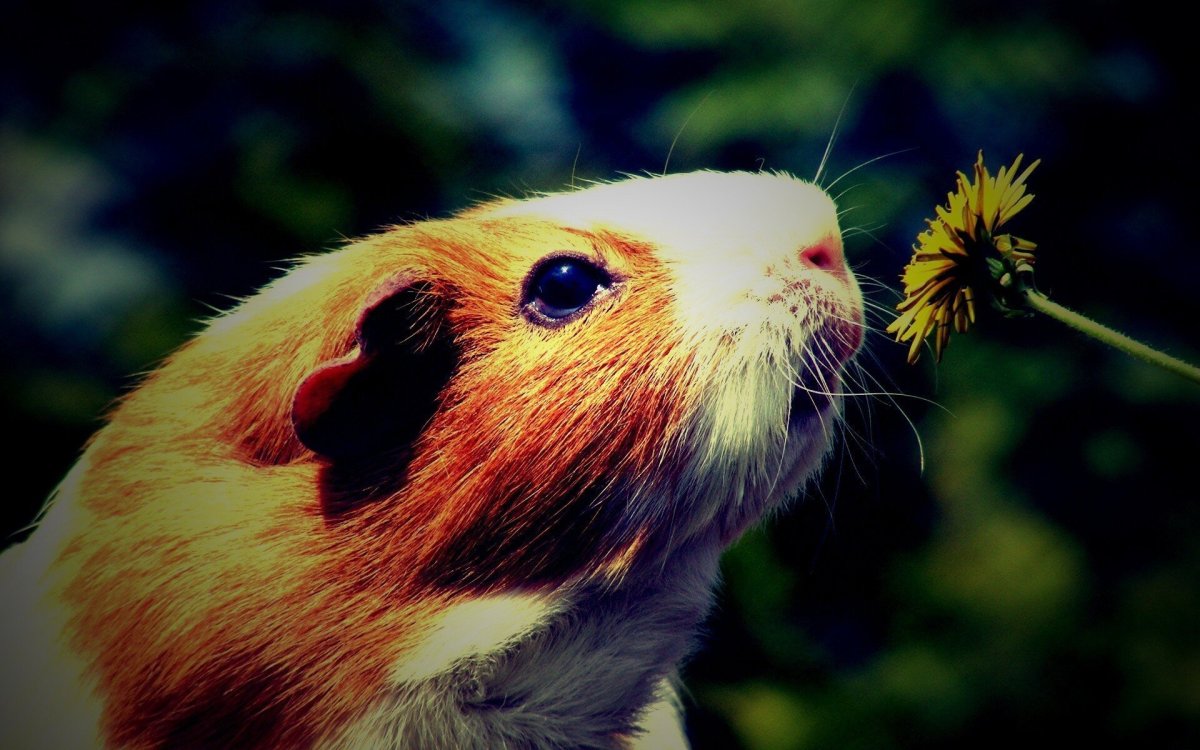 Морские свинки