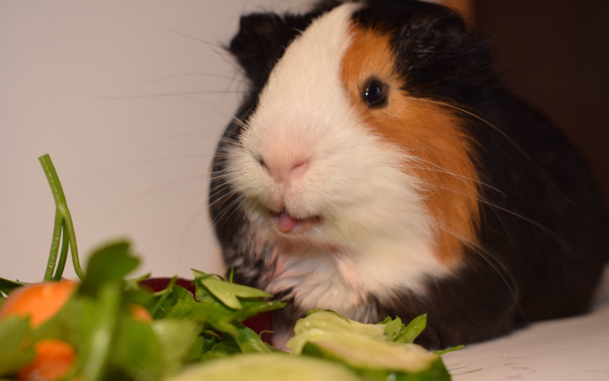 Гуинеа морская Свинка