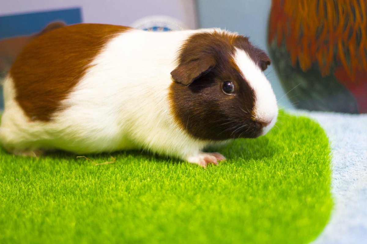 Морская Свинка Чалая