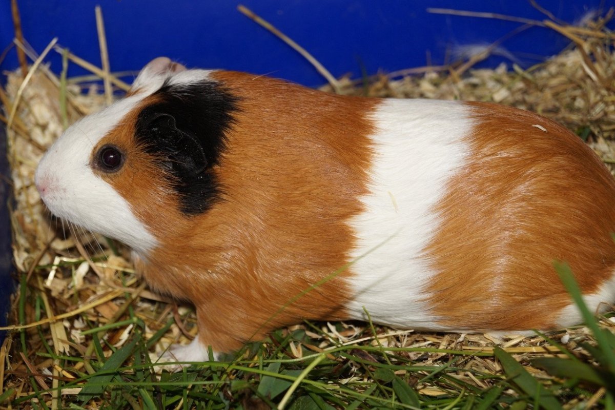 Морская Свинка трехцветная