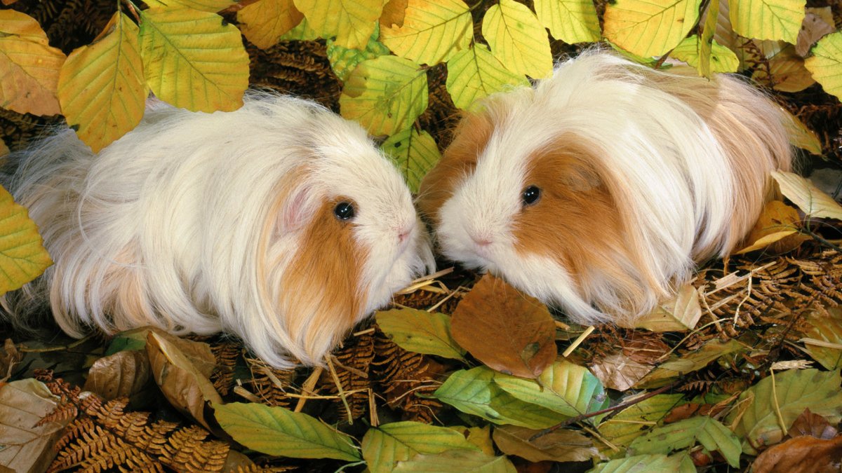 Морская Свинка гладкошерстная