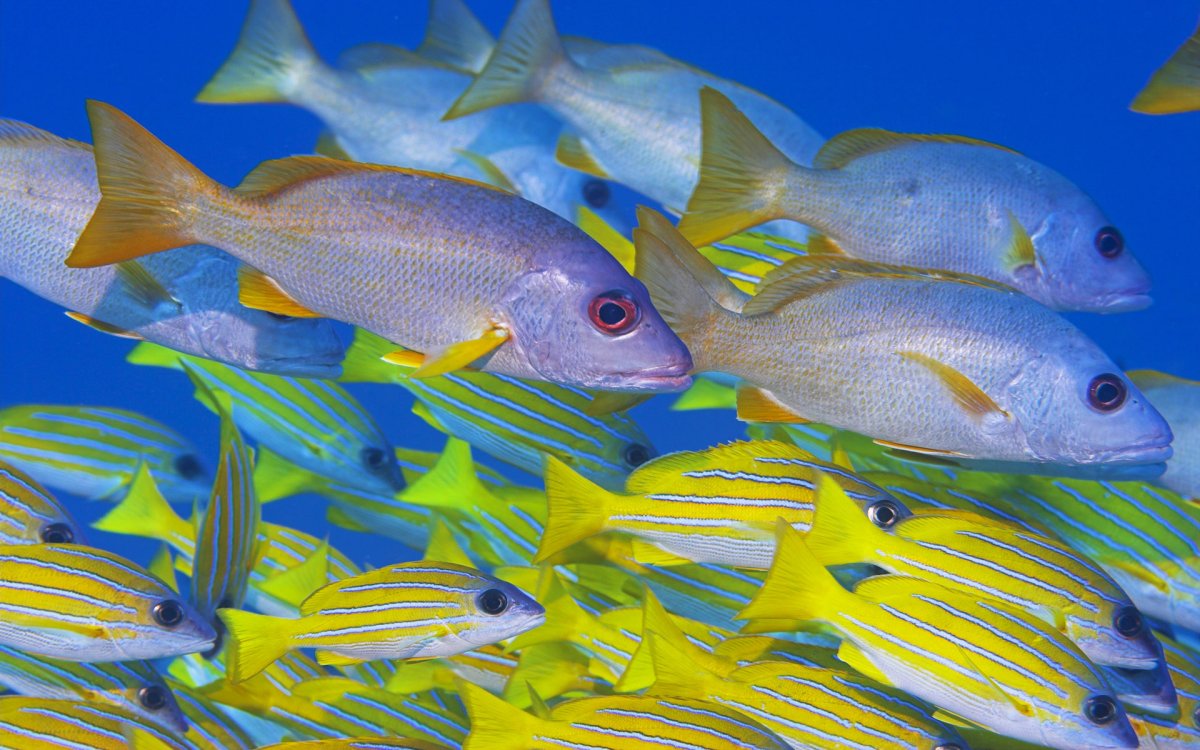 Золотополосый сиган