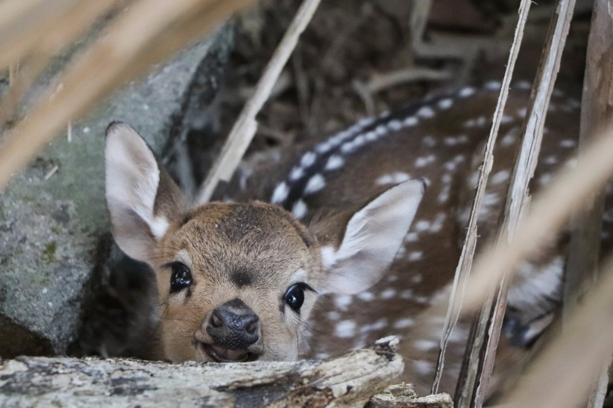 Неблюй Олененок
