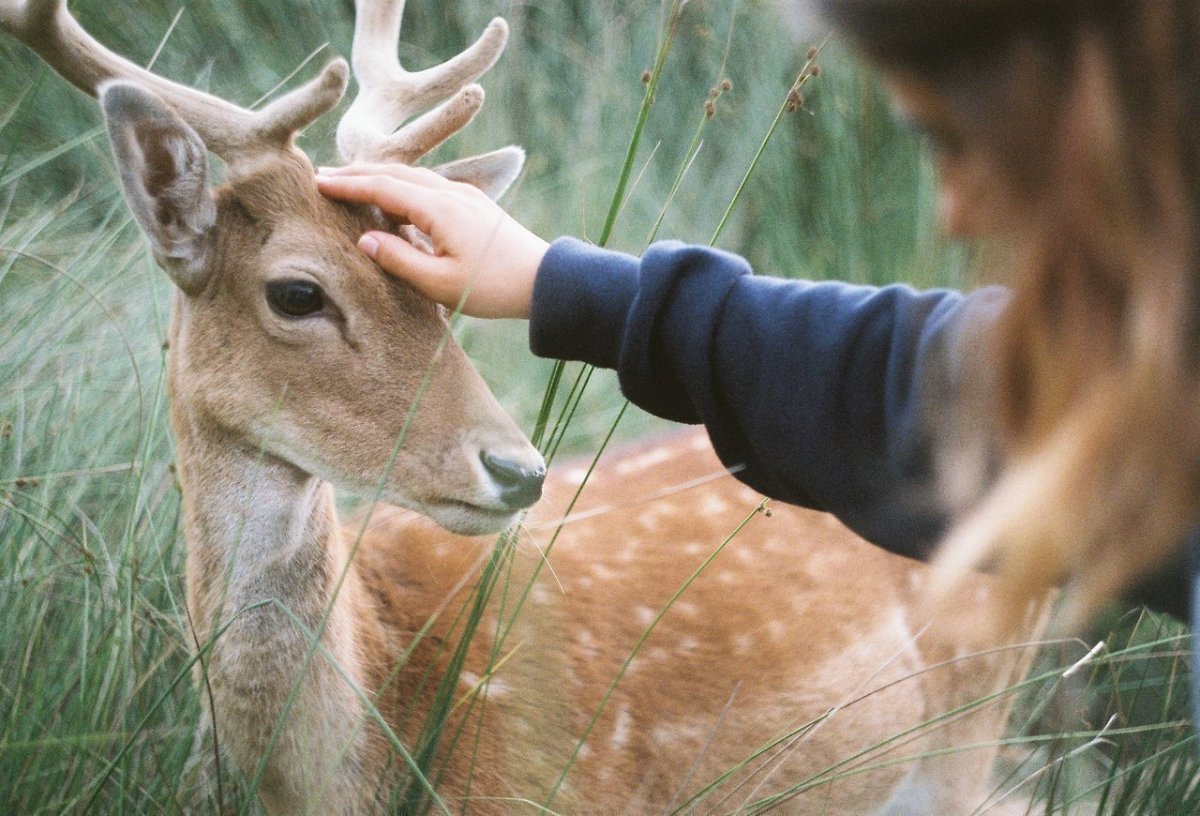 Животные на руках