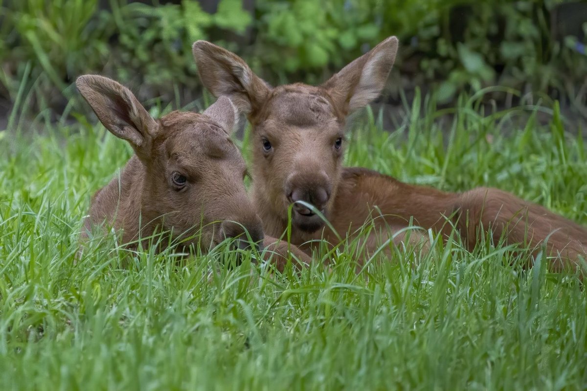 Лось маленький