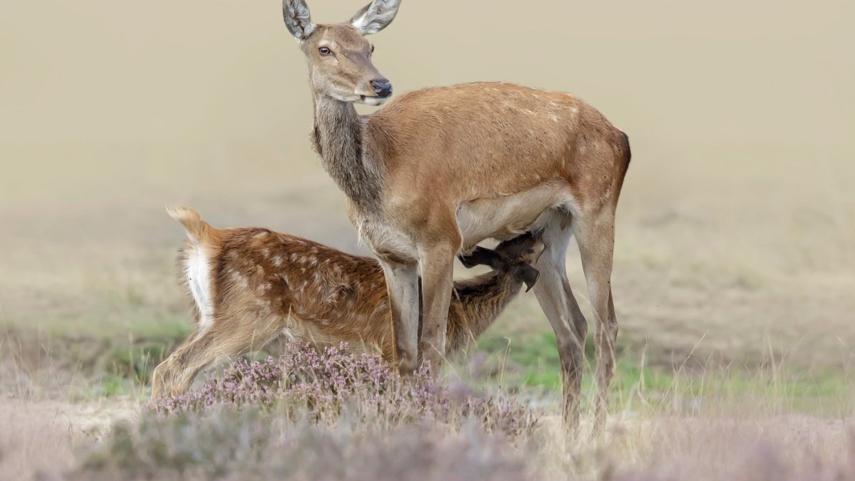 Детеныш оленя