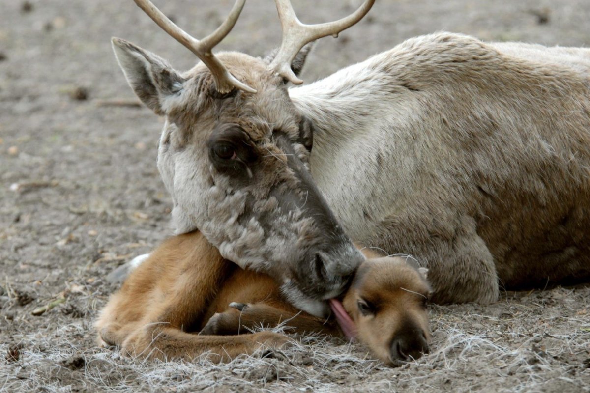 Детеныш Северного оленя