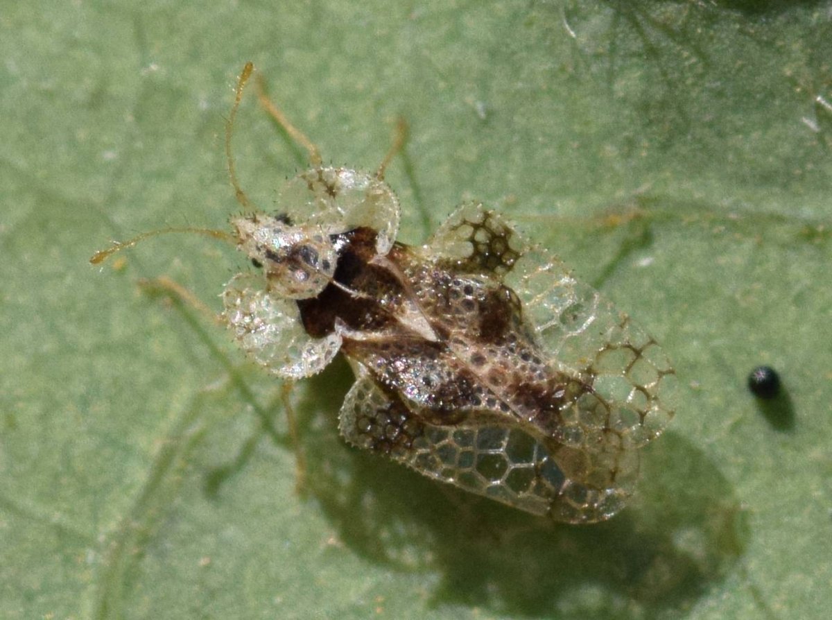 Poecilochirus Carabi