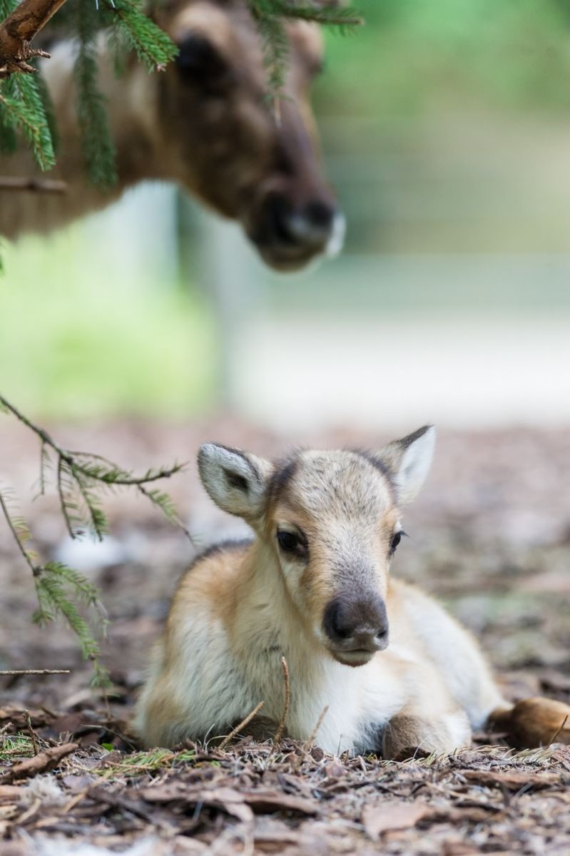 Северная олениха с олененком
