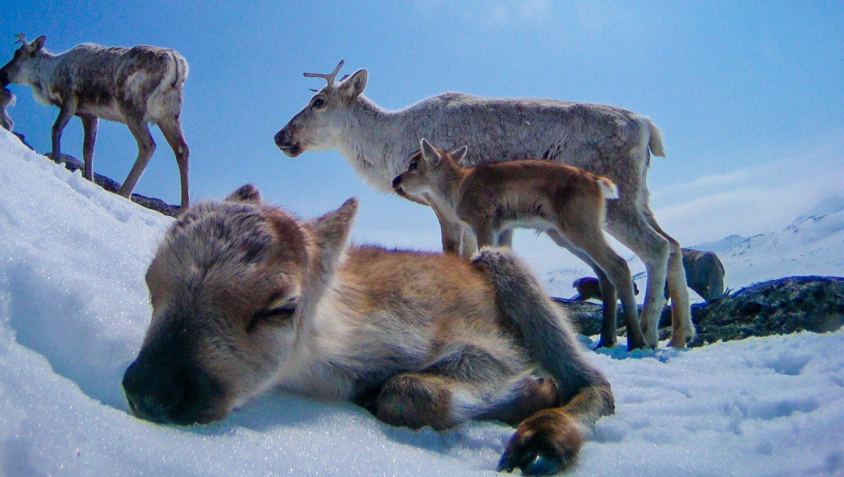 Северный олень Чукотка