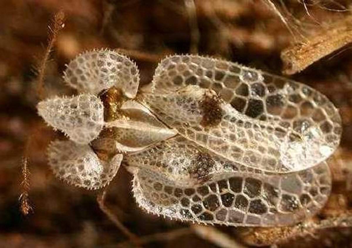 Клоп дубовая Кружевница Corythucha arcuata say