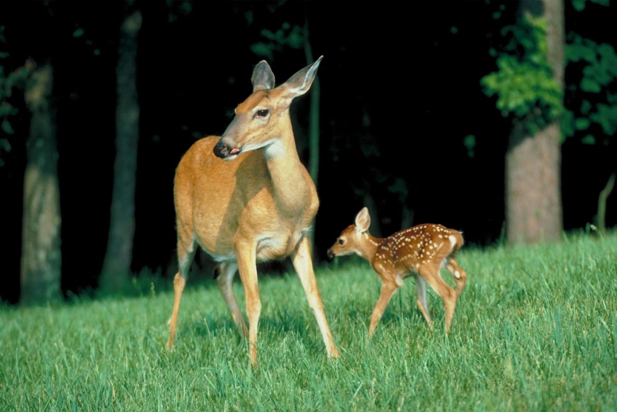 Олениха с олененком в лесу