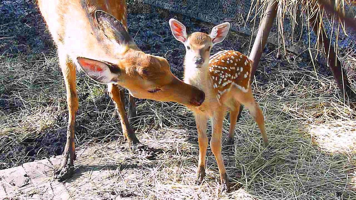 Большереченский зоопарк косуля