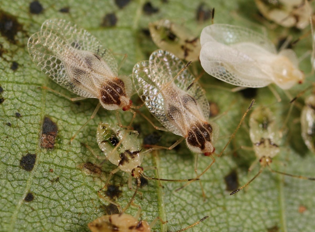 Кружевной Жук (Stephanitis typicus)
