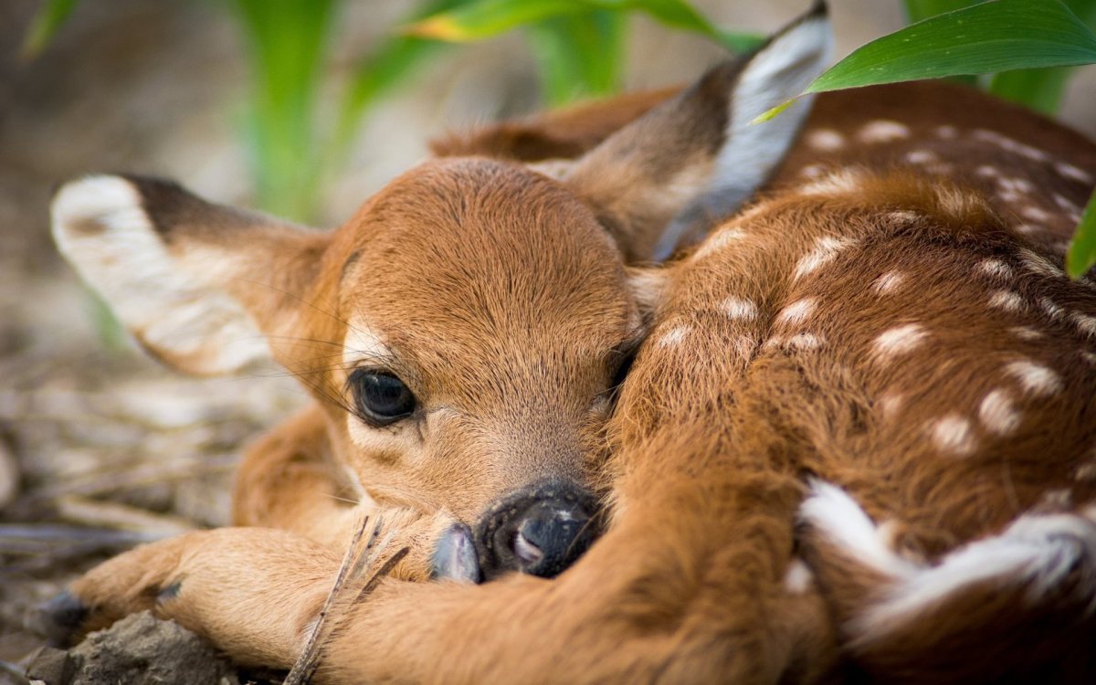 Олененок Рыжик