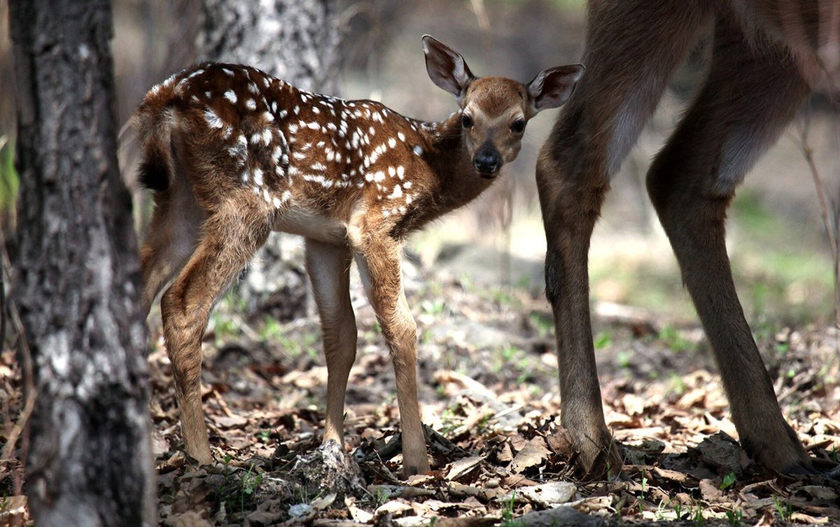 Лань Лосиный остров