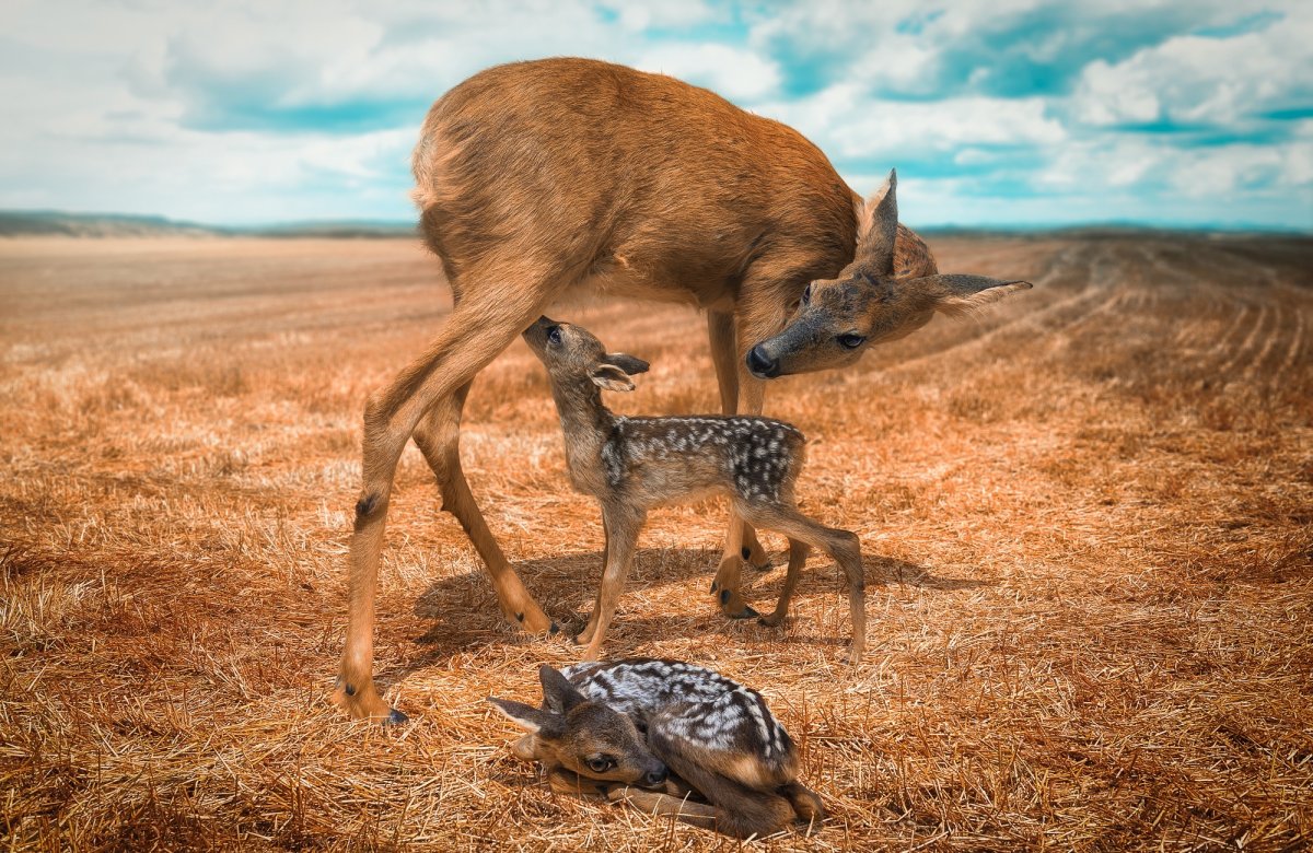 Олененок с мамой