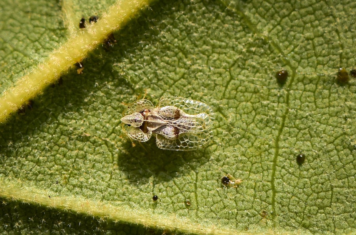 Corythucha ciliata