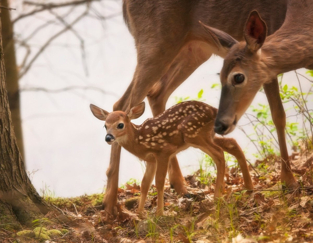 Белохвостый олень пятнистый