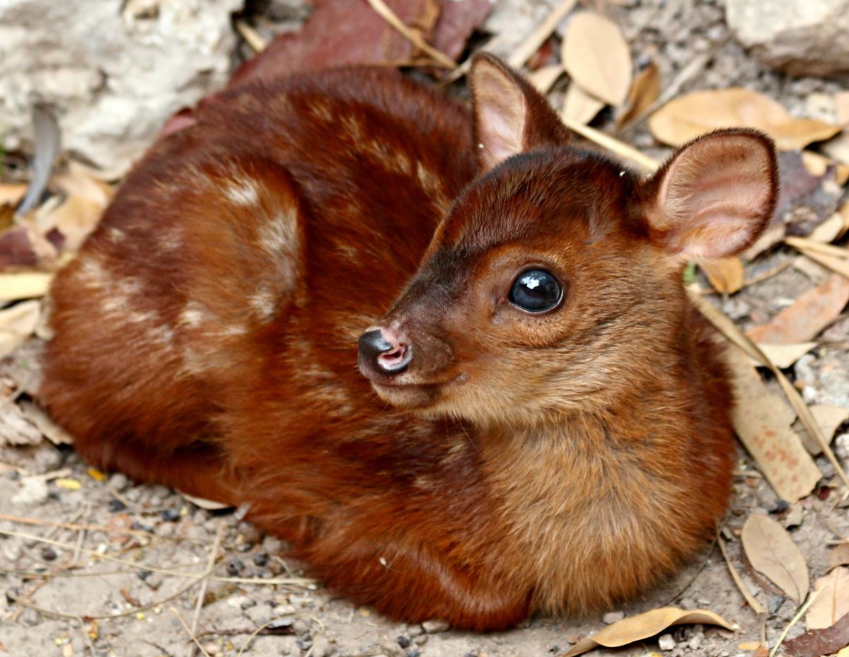 Благородный Олененок