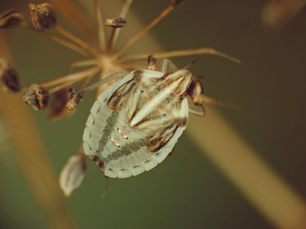 Halyomorpha halys