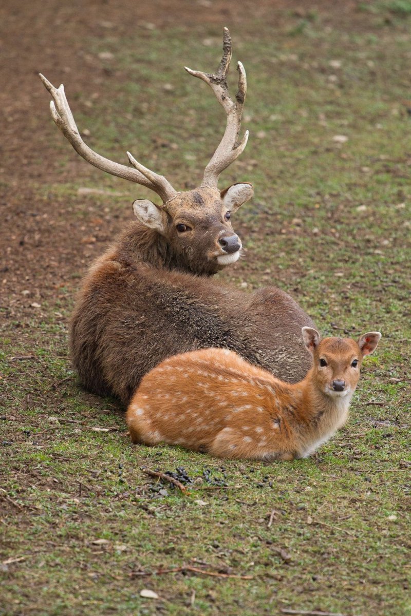 Детеныш оленя теленок