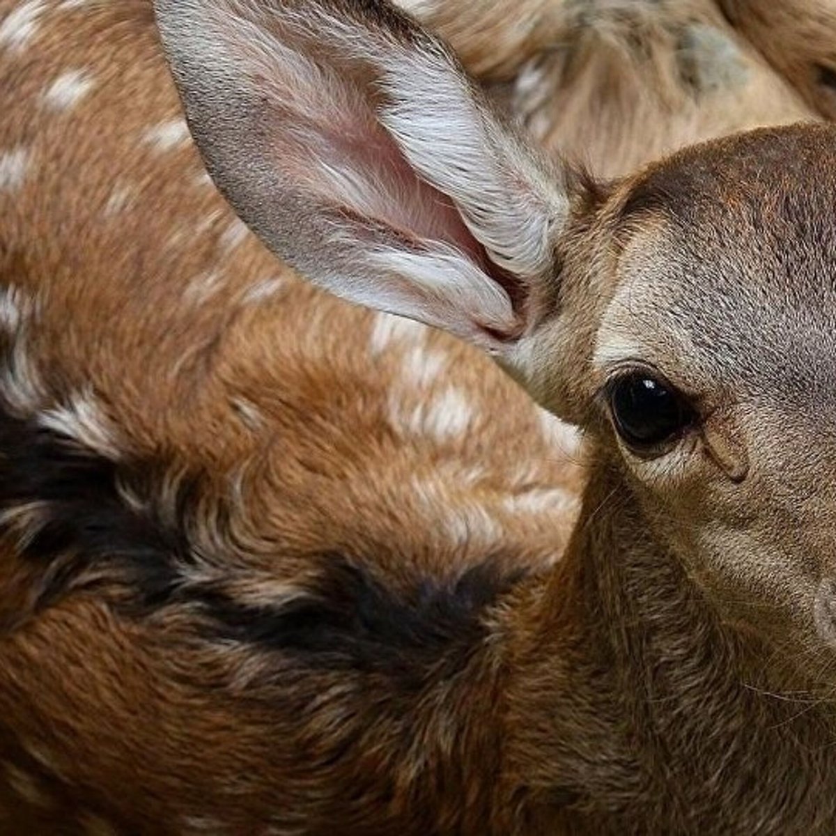 Благородный олень детеныш