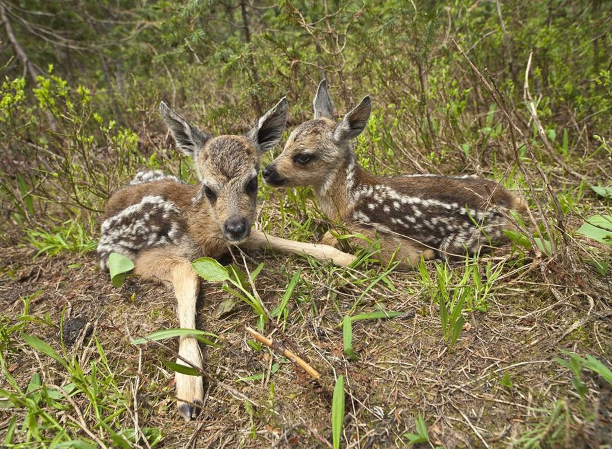 Косуля Сибирская кабарга