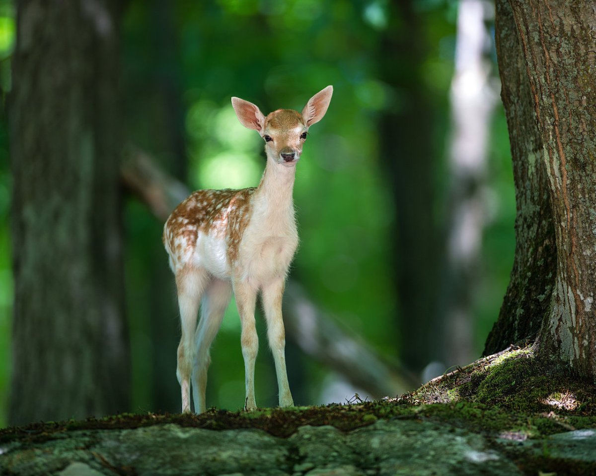 Лесная фауна