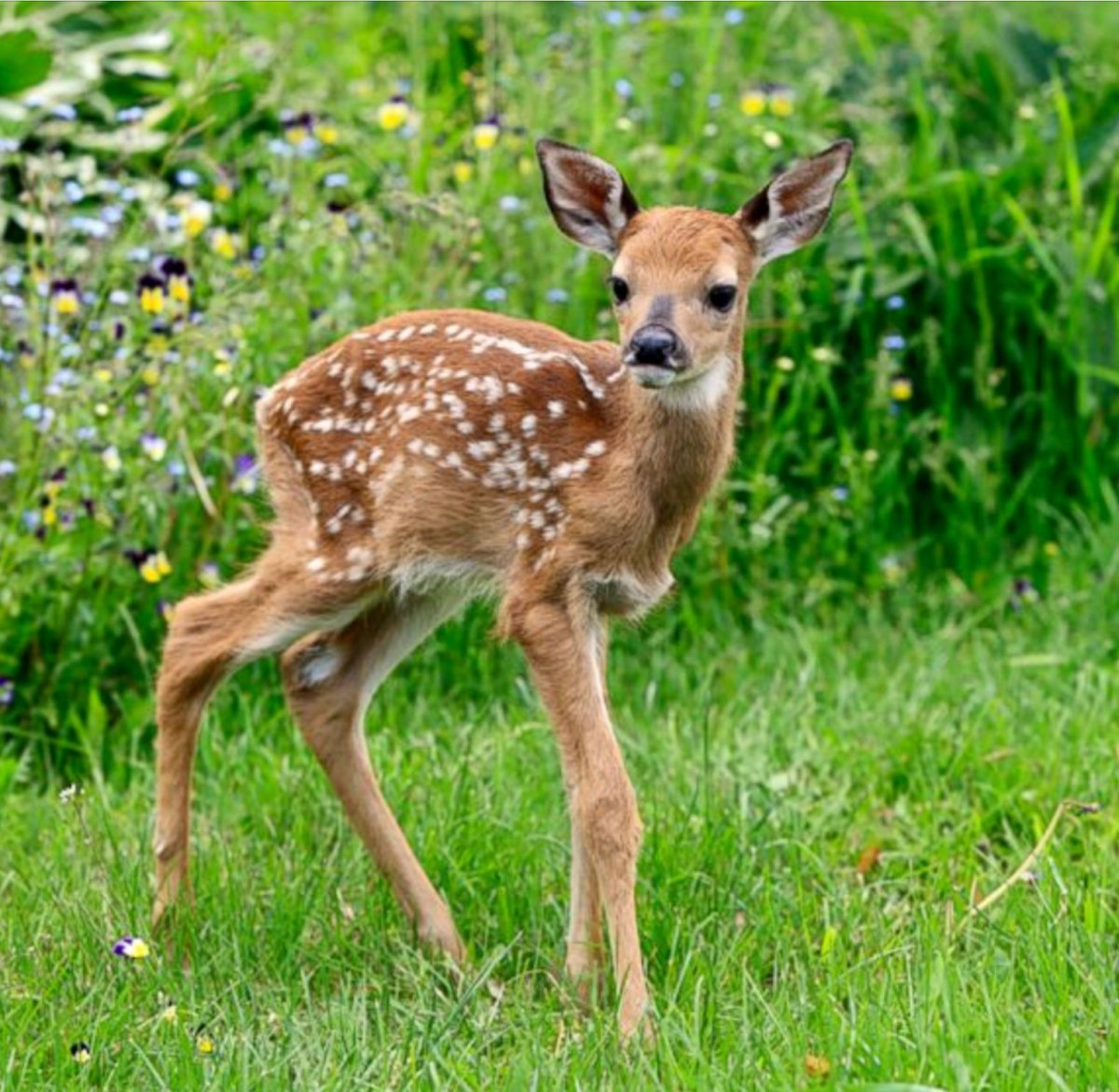 Косули пятнистые олени