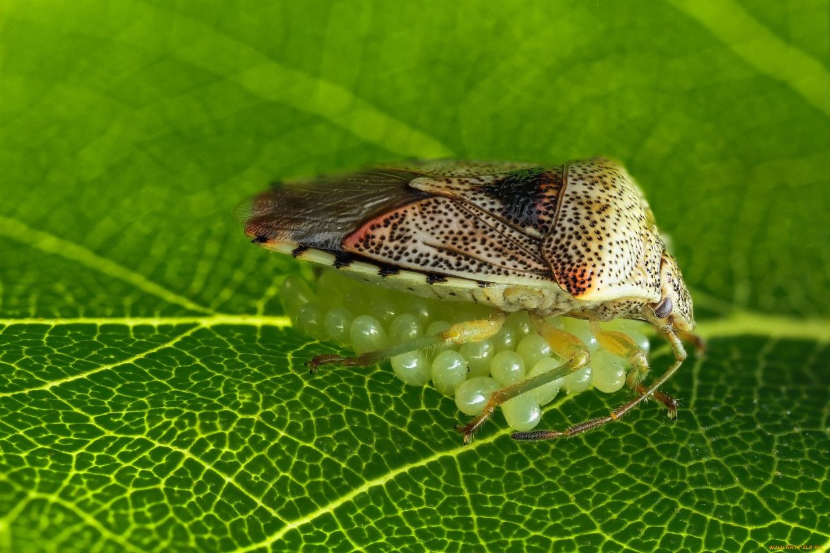 Dolycoris baccarum