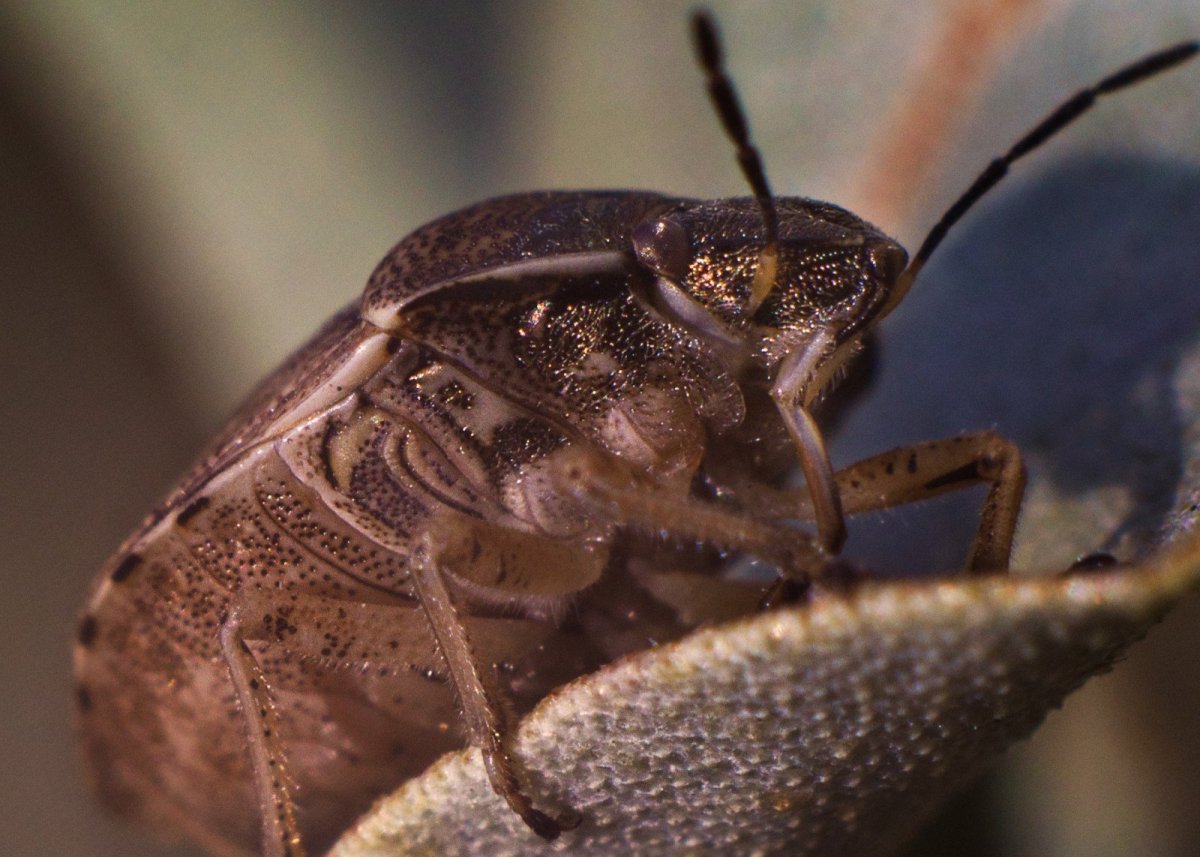 Acanthaspis Petax